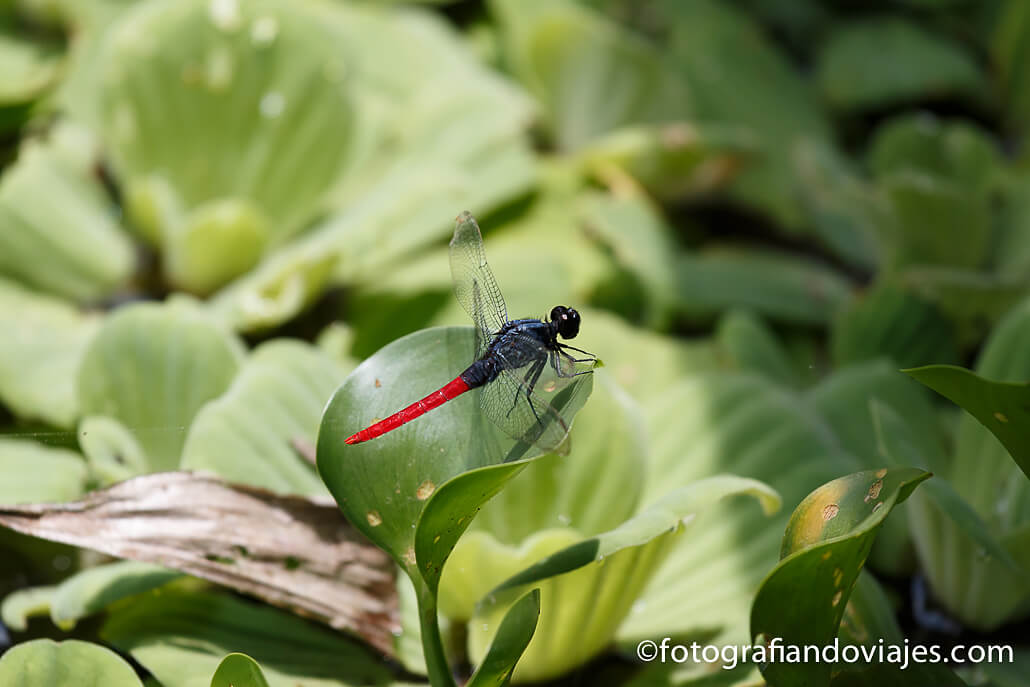 fauna del amazonas peruano Muyuna Lodge
