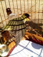 pleci nyulam gacor pleci mabung dijemur sebentar