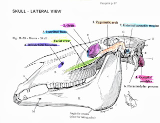 Bit of Honey Training: Looking a Horse in the Mouth