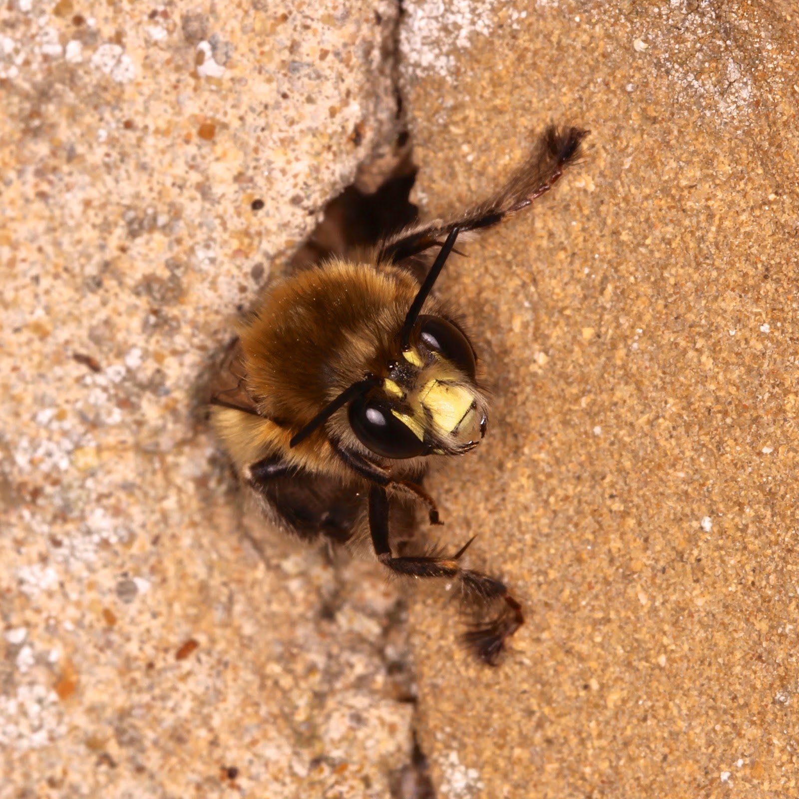 TrogTrogBlog: Bee of the week - Hairy-footed flower bee