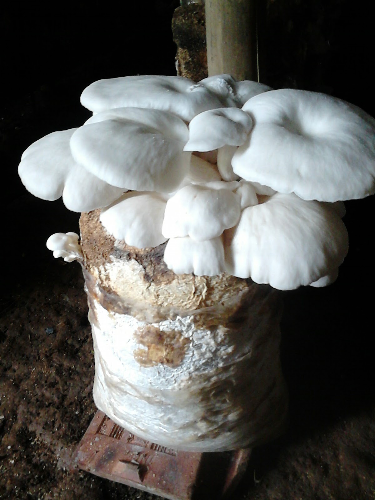 JAMUR TIRAM LEBAKBARANG