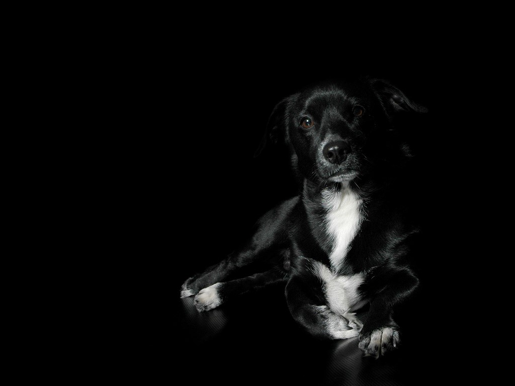 Black Dog Wallpapers Wallpaper Zone