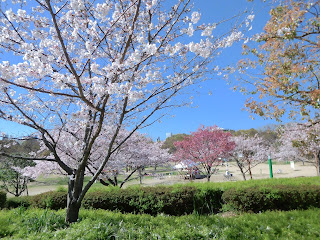 八幡屋公園の桜