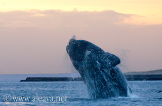 Avistajes de ballena en Patagonia Argentina Avistajes de ballena en Patagonia Argentina