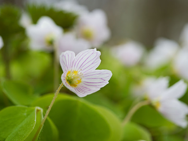 Waldsauerklee (Oxalis acetosella) Waldsauerklee (Oxalis acetosella)