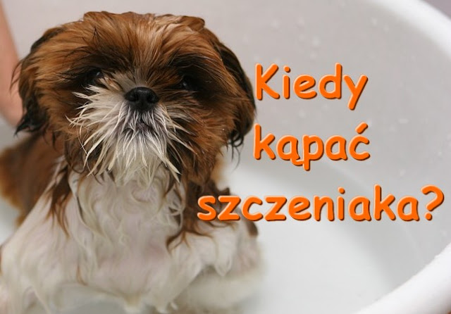 kiedy kąpać psa