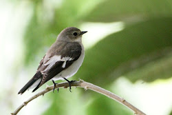 flycatcher bird birding affinity african bins grabbed feverishly dashed past outside camera collared