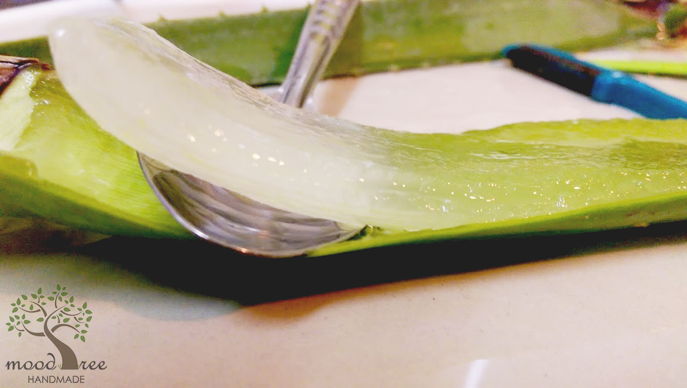 How to Extract Aloe Vera forecast How to Extract Aloe Vera forecast