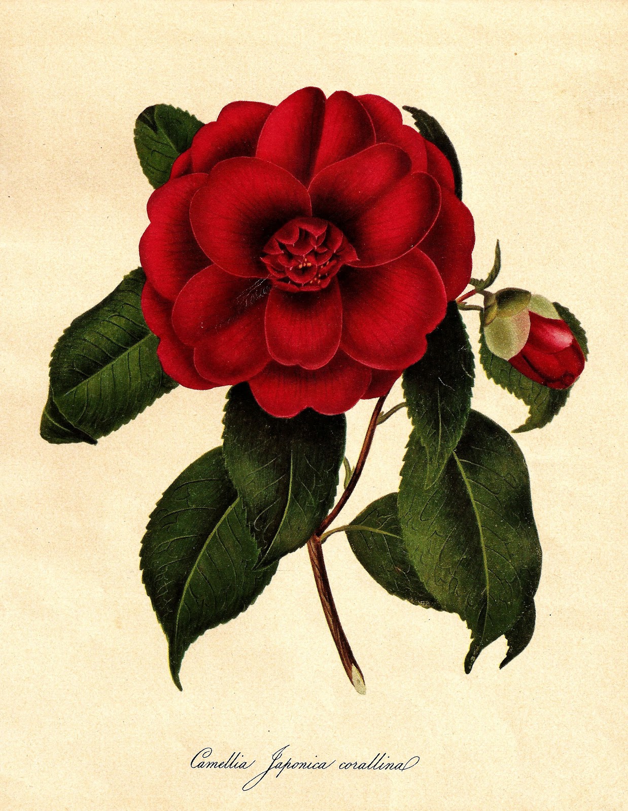 Maize Hutton: Vintage Rose Printable