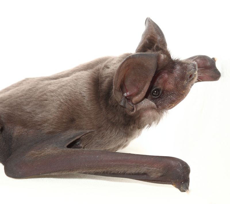 Baby Animals: Bat - Pup 7