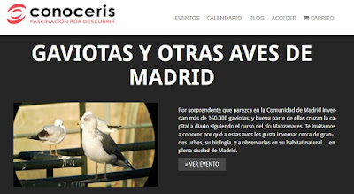 Conoceris, Gavioytas y otras aves de Madrid, Madrid-Río, Manzanares, Aitor Galán, excursiones, Ramsar,
