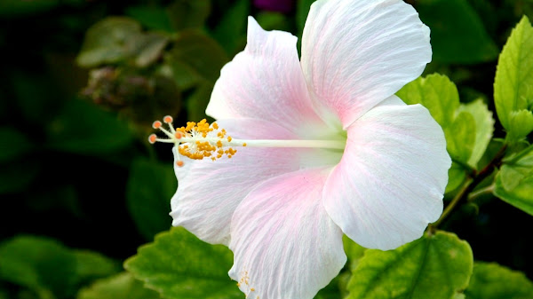 Bunga Abadi Lirik: Makna dan Pesan di Balik Lagu Populer