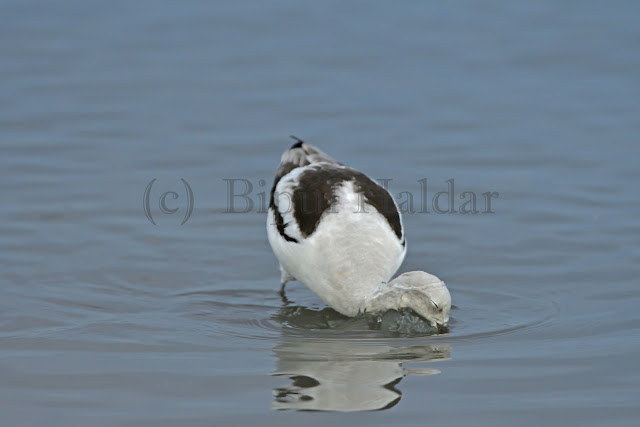 American Avocet digging under water American Avocet digging under water