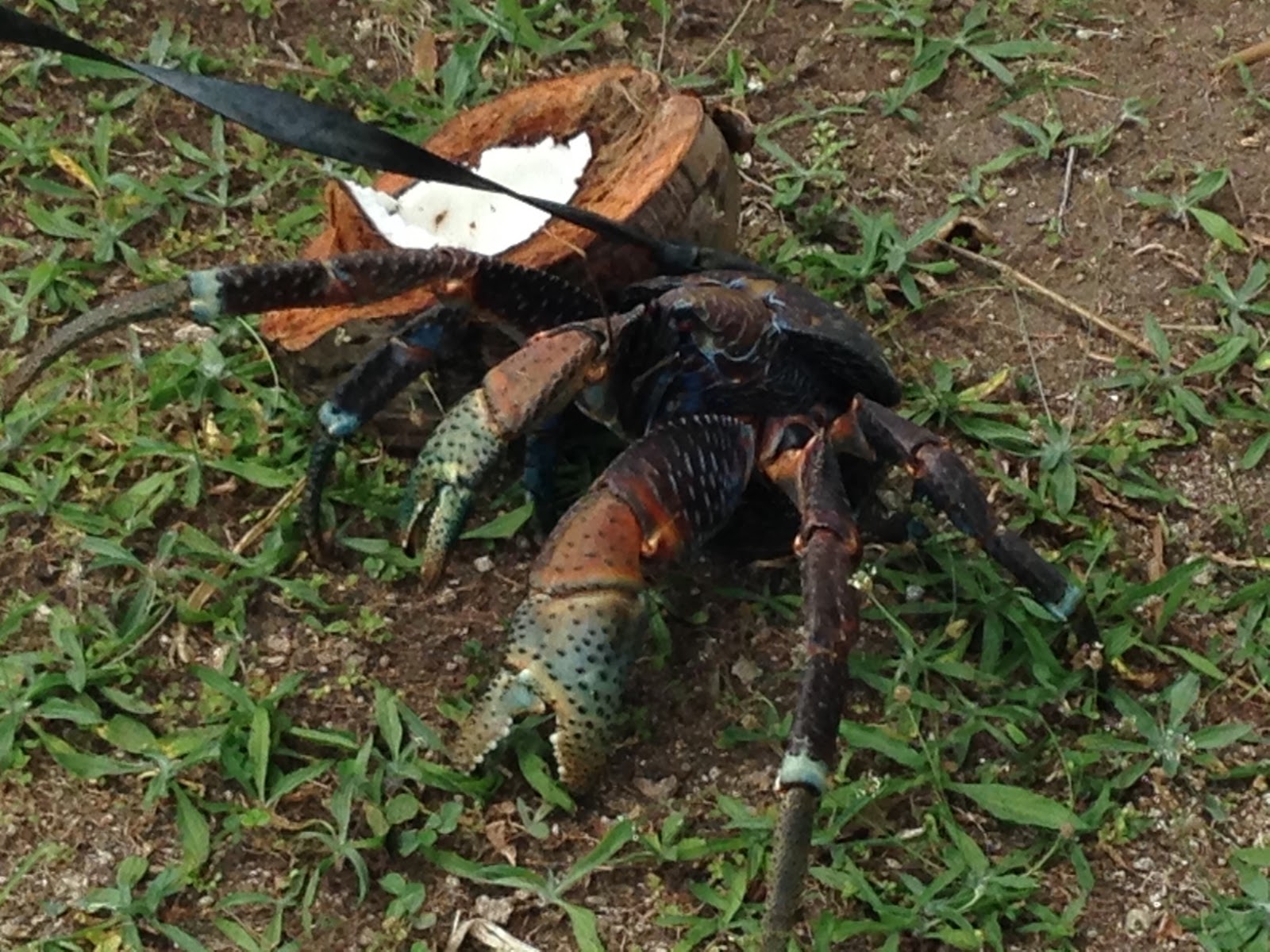The Alchemy of Travel Adventures For the Soul The Cook Islands Niue