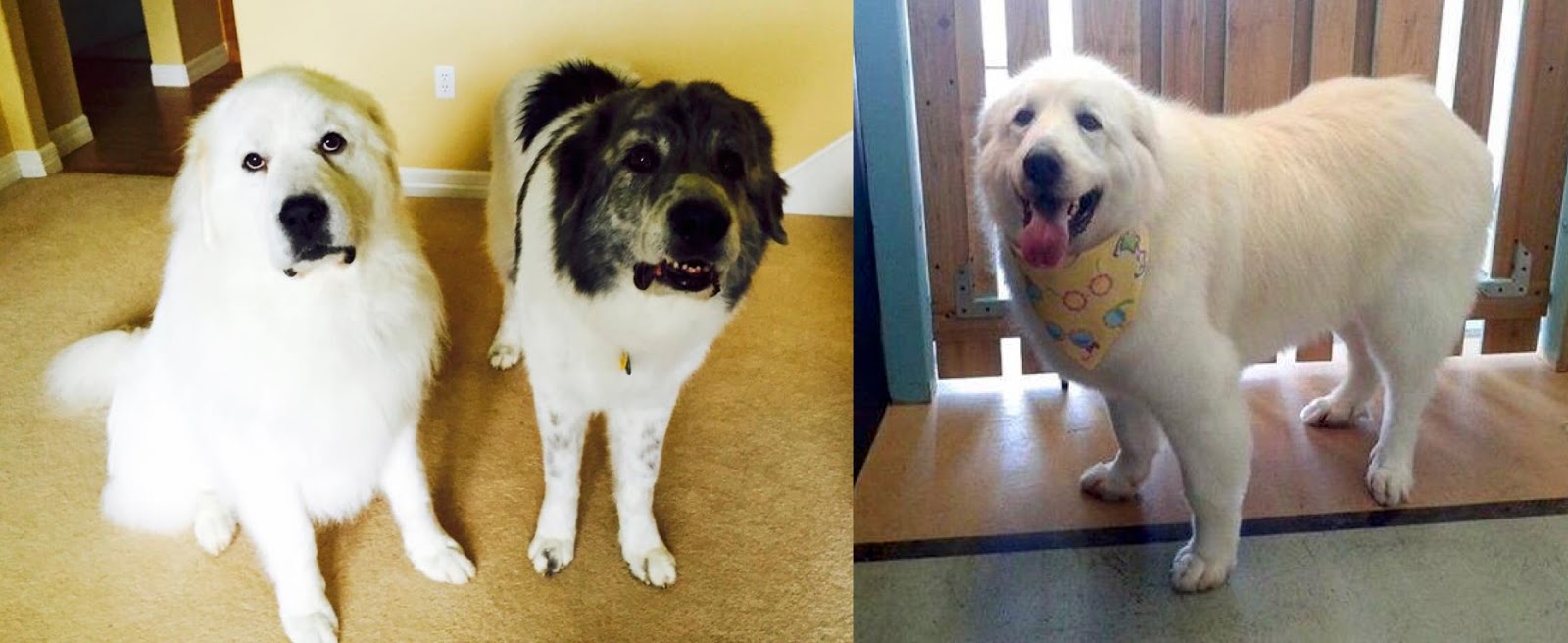 Great Pyrenees Rescue Society News and Events Grooming Tips