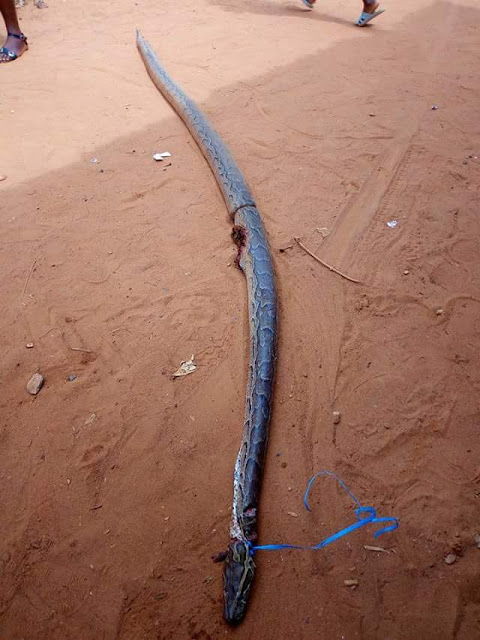  Photos: 13-year- old boy kills huge python in Anambra