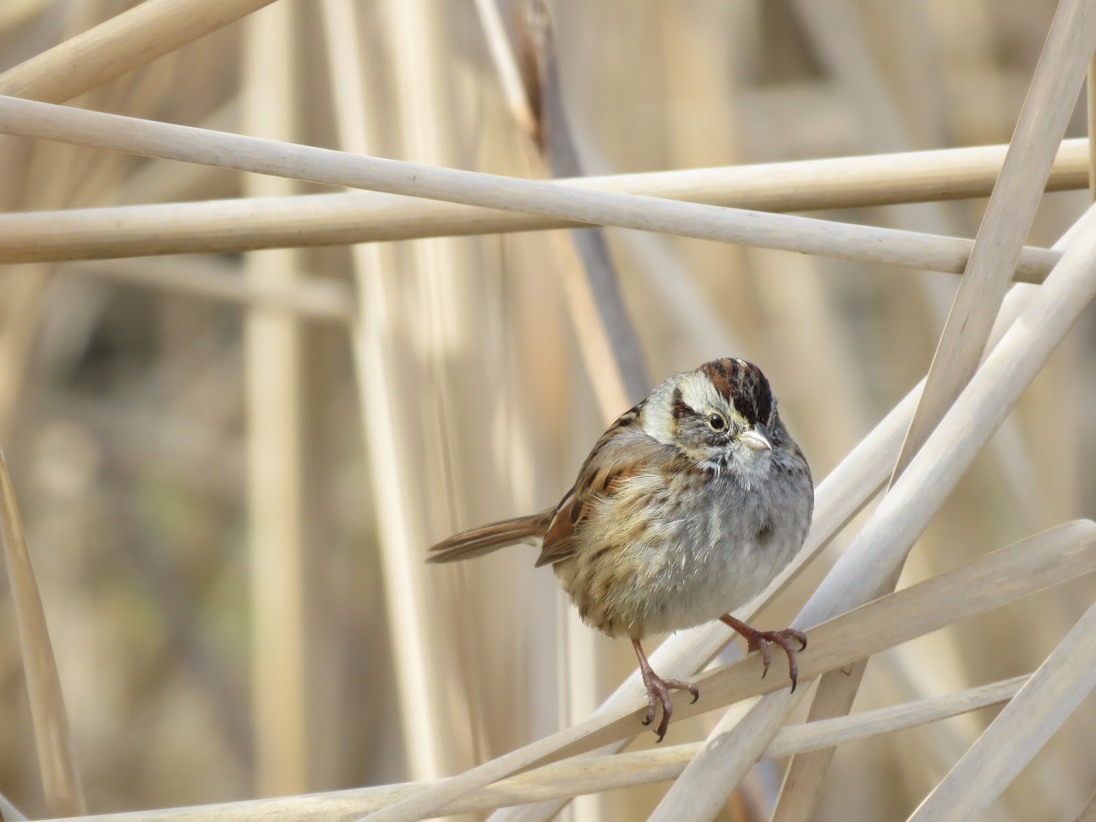 Esa's Birds in Nebraska A few highlights