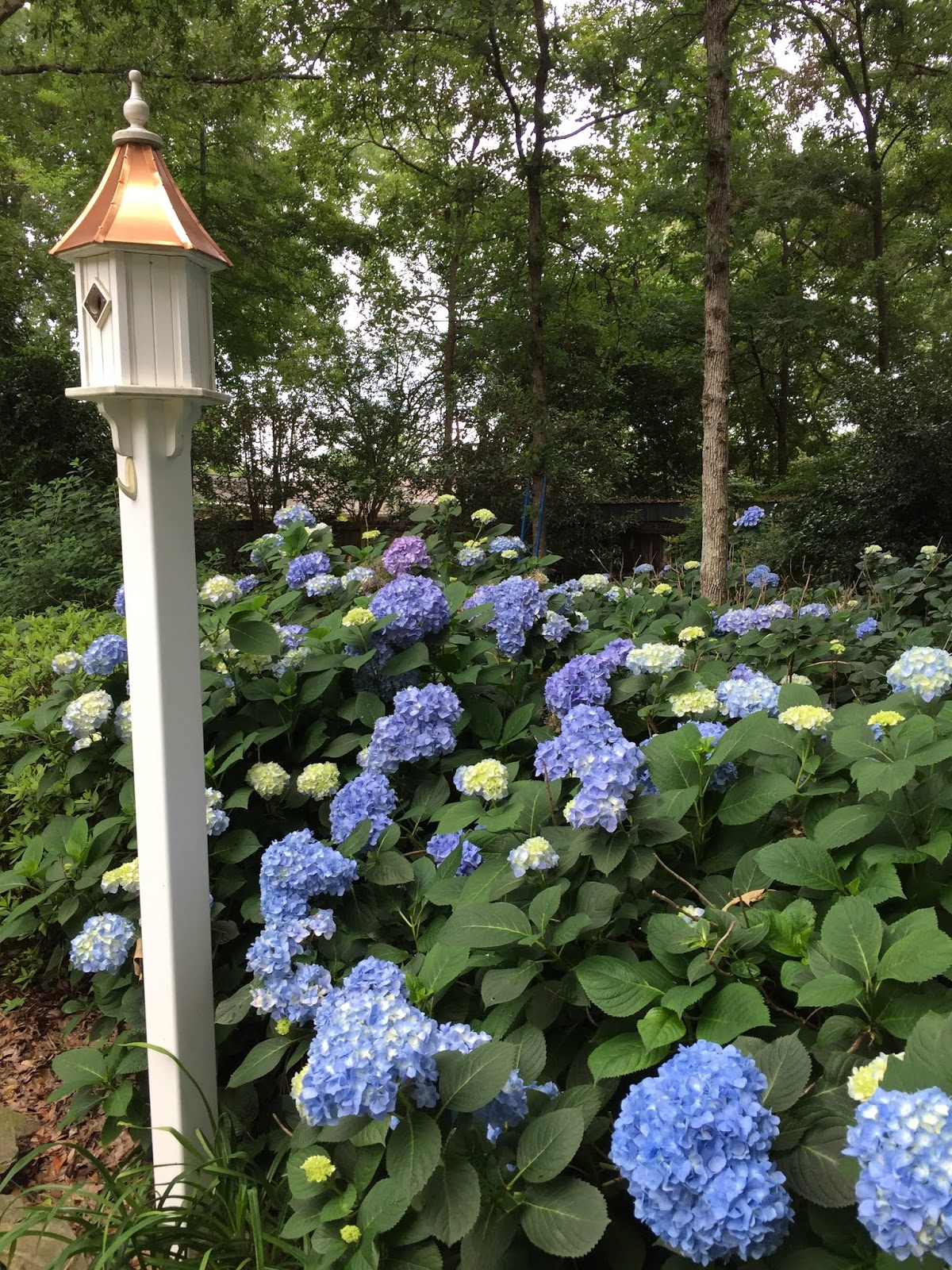 Garden Photo Of The Day Jun 19 2013
