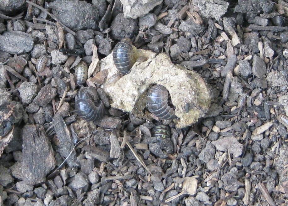 Cat EyesA Cat Woman's Photos Sow Bugs Eat Cat Poo!