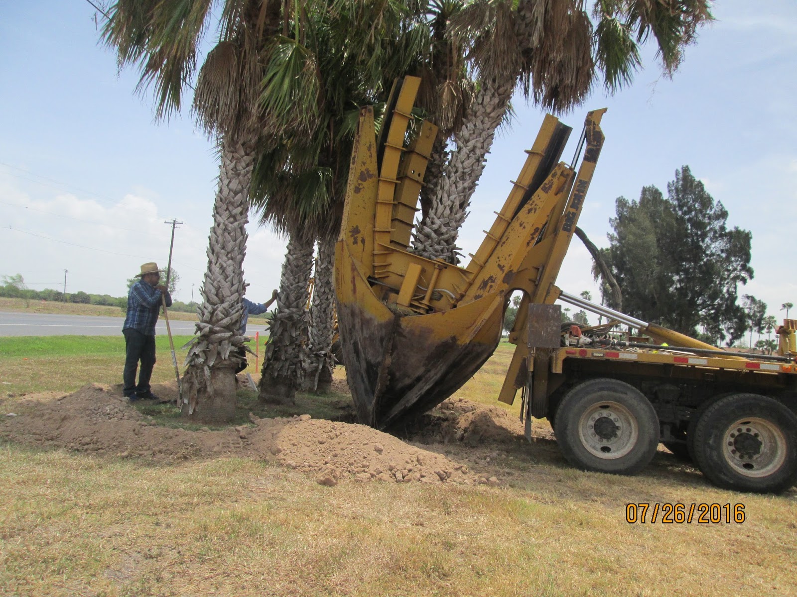 Rio Bravo Subdivision POA Palm Trees Along Military Highway