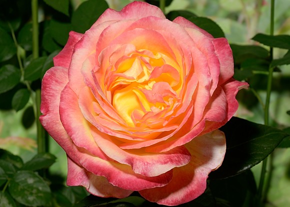 Pullman Orient Express rose сорт розы фото  