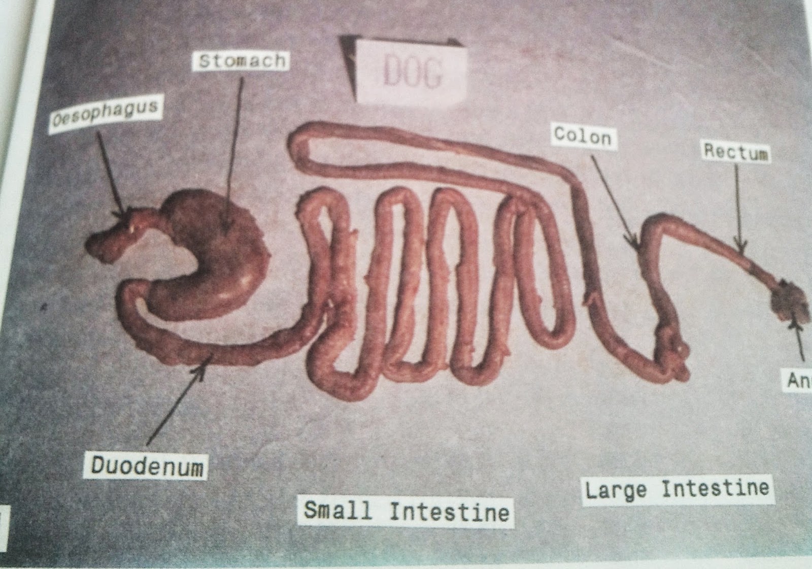 GASTRO INTESTINAL TRACT OF DOG/DIGESTIVE SYSTEM