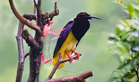 Burung Cenderawasih Mati-Kawat Fauna Endemik Provinsi Papua