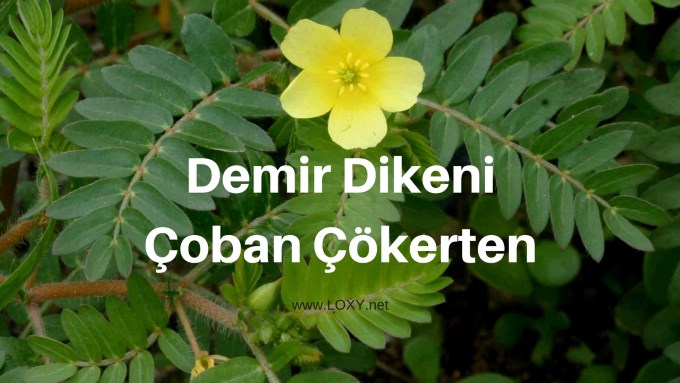 Demir Dikeni (Çoban Çökerten Otu) Faydaları - Kullanım Şekli Demir Dikeni (Çoban Çökerten Otu) Faydaları - Kullanım Şekli