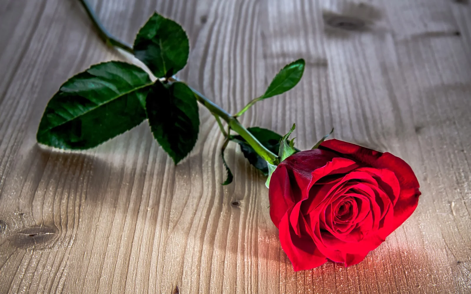 Foto rode roos op hout