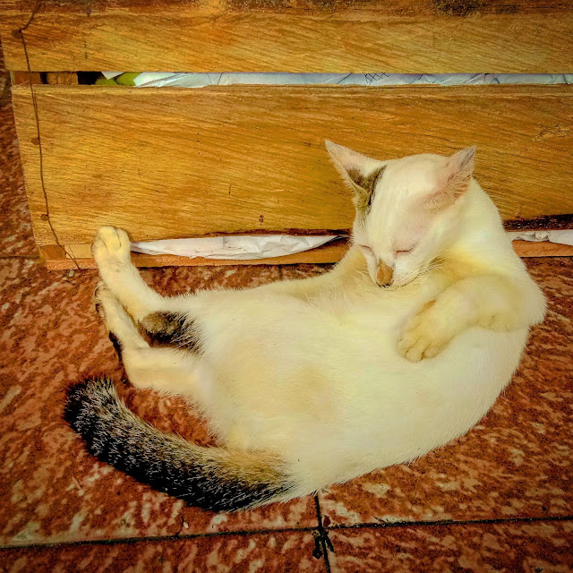 Dermaga Pasar Klandasan - Kucing The Explorer