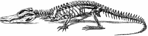 Рептилии ребра. Анатомия крокодила скелет. Пресмыкающиеся рептилии скелет. Скелет крокодила Грудина. Осевой скелет крокодила.
