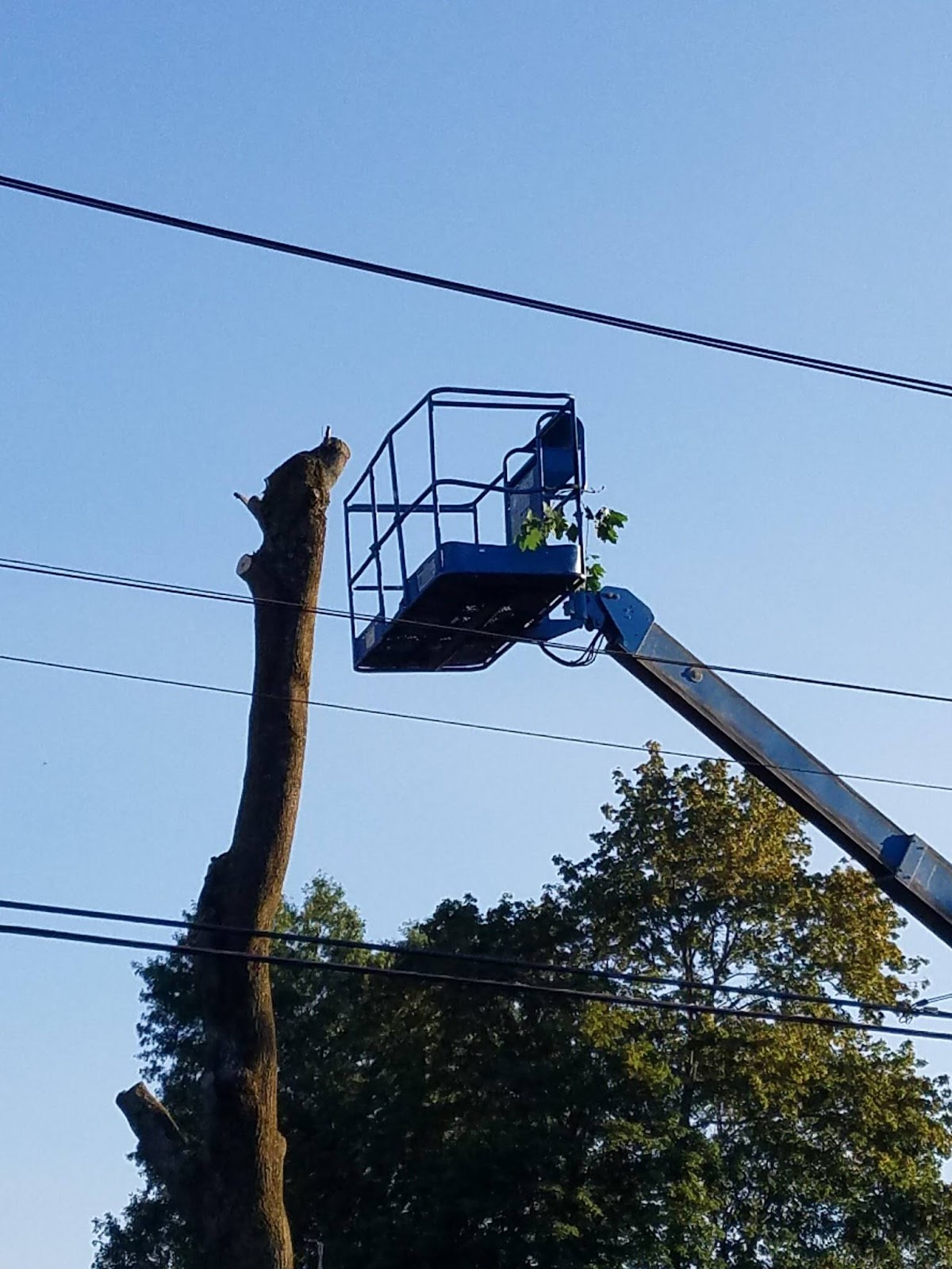 MEC&F Expert Engineers Two tree cutters were seriously injured when their Genie S60