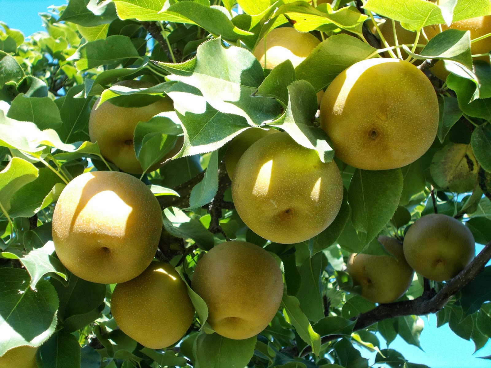 pear shaped apple