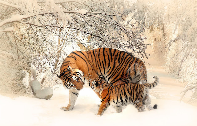 Adult and Cub Tiger on Snowfield Near Bare Trees In Winter Season HD Wallpaper Adult and Cub Tiger on Snowfield Near Bare Trees In Winter Season HD Wallpaper