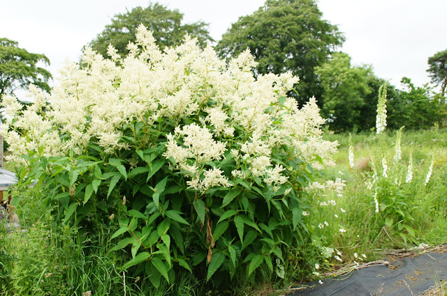 Plant Profile: Persicaria