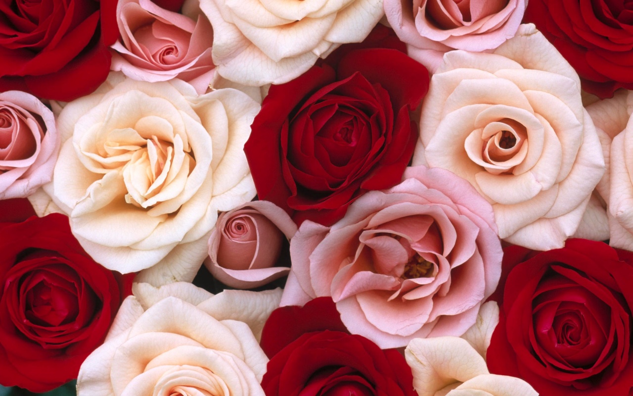 Free Wallpaper Best Rose Wallpaper