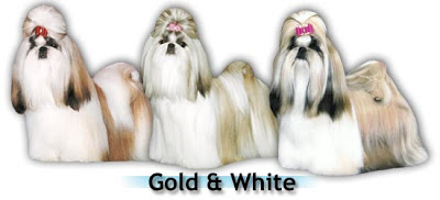 Shih tzu com variação de cor branco e dourado