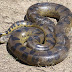  Anaconda Largest Snakes of Amazon Jungle Facts 