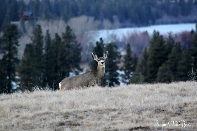 Amazing Deer Washington State |singingwithbirds.com