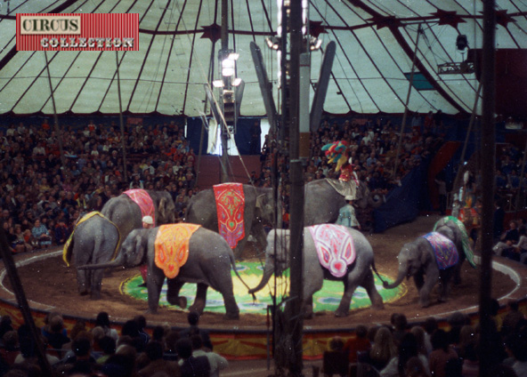 le tour de piste des huit éléphants du Cirque Knie