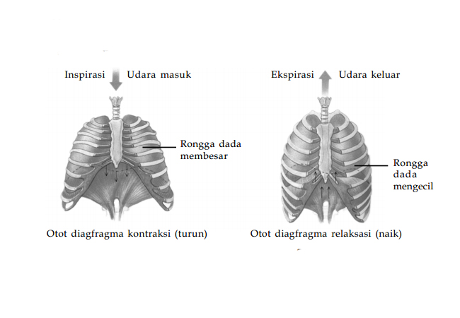 Mekanisme Proses Pernapasan pada Manusia (Inspirasi dan Ekspirasi)