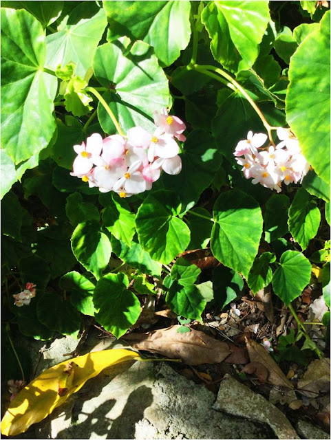 visita-al-orquideario-de-soroa-la-letra-corta visita-al-orquideario-de-soroa-la-letra-corta