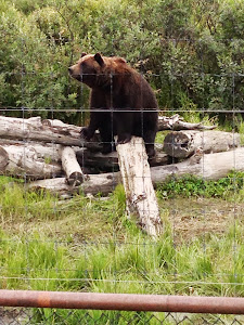 Brown Bear putting on a Show