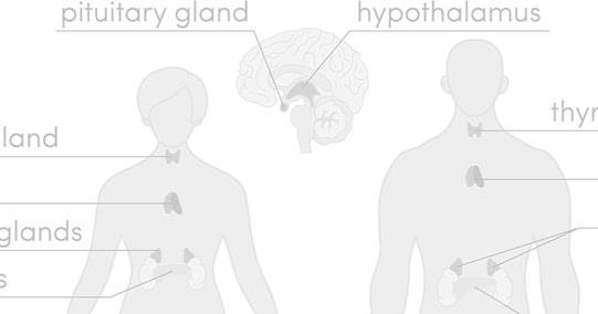 How Diabetes Affects The Endocrine System | News of diabetes