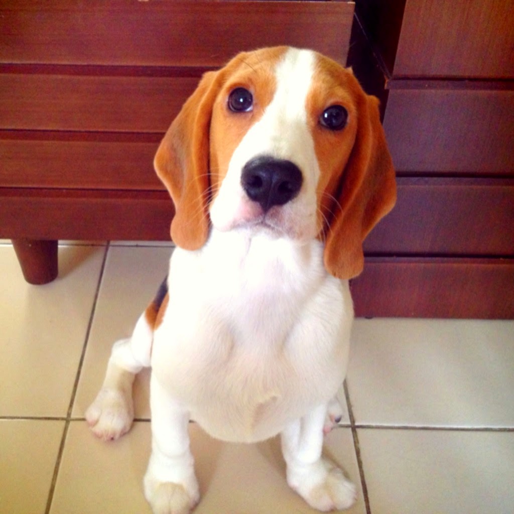 How Long Do Dogs Stay Pregnant Type Puppies Beagle