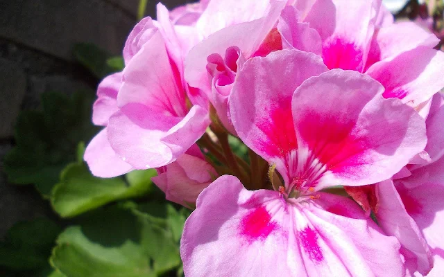 Bureaublad achtergrond met prachtige roze bloemen