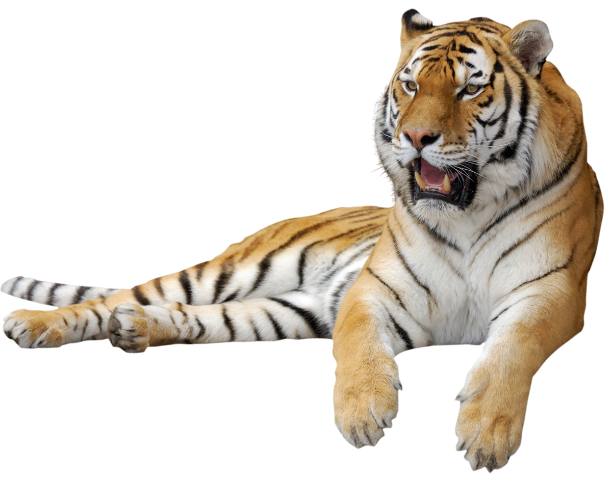 tiger clipart png - photo #27