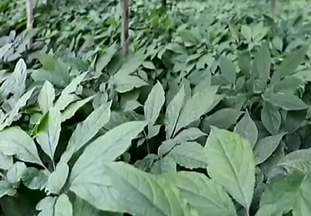 Ginseng Korea Asli ginseng ginseng korea asli jakarta 2015 Ginseng Korea Asli ginseng ginseng korea asli jakarta 2015