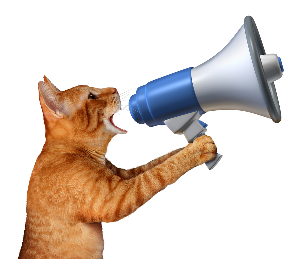 Watch How to Understand the Cats Meow video Watch How to Understand the Cats Meow video