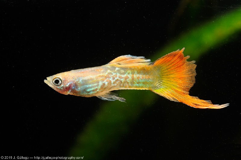 Gambar Ikan Guppy bottom swordtail - Guppy blond snakeskin bottom swordtail 